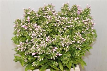 Phlox Jeffs Pink 50cm