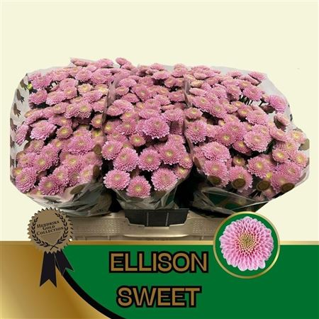 Chrys Santini Ellison Sweet 55cm 120Ø