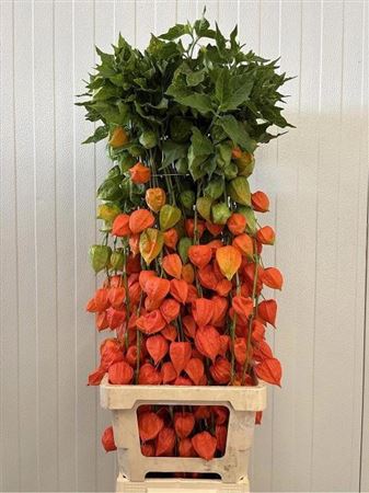 Physalis Lampion Tak