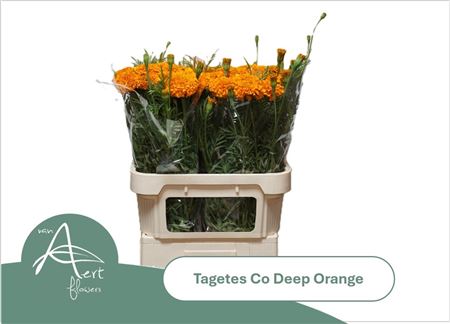 Tage E Co Deep Orang