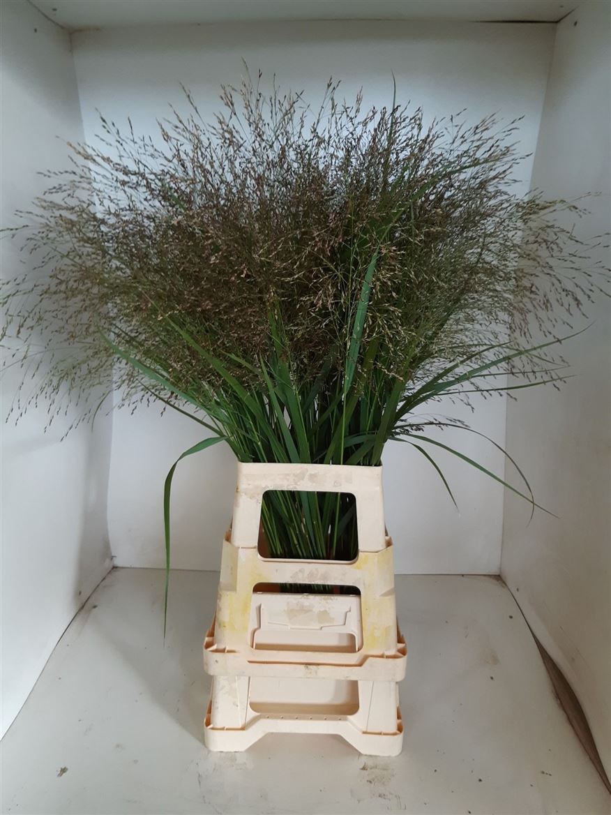 Panicum Squaw 90cm