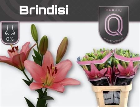 Lilium La Brindisi 80cm 4/5bl