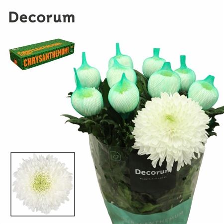 Chrysanth Single Magnum 75cm 125gr.