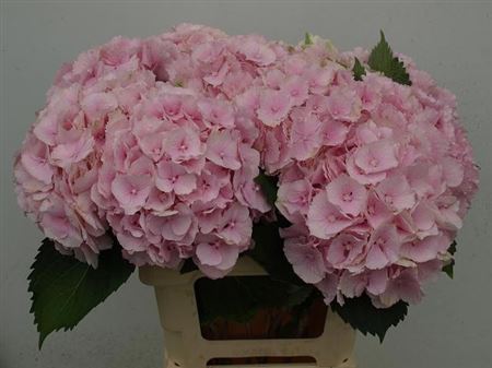 Hydr M Verena