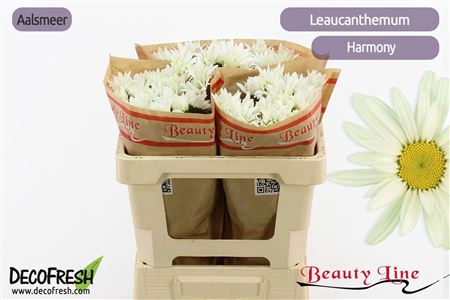 Leucanthemum S Harmony