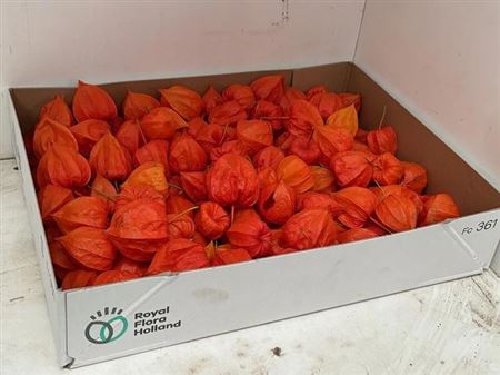 Physalis Lampion Los