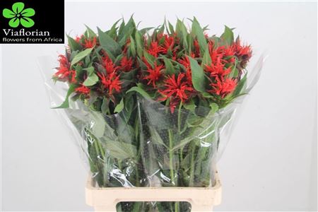 Monarda Red Fountain