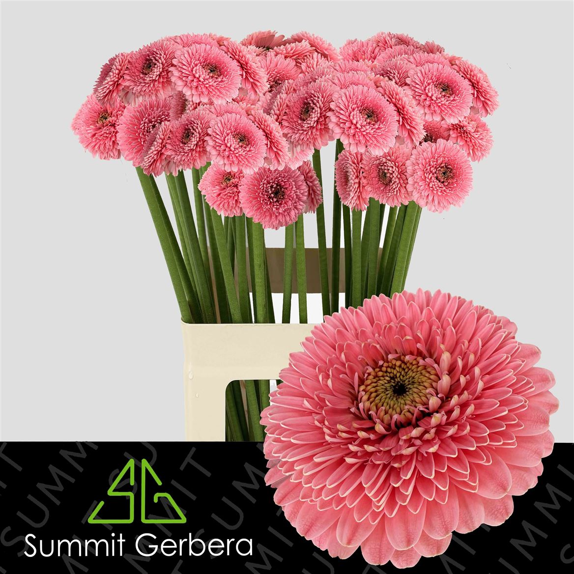 Gerbera Mini Pom Piggy