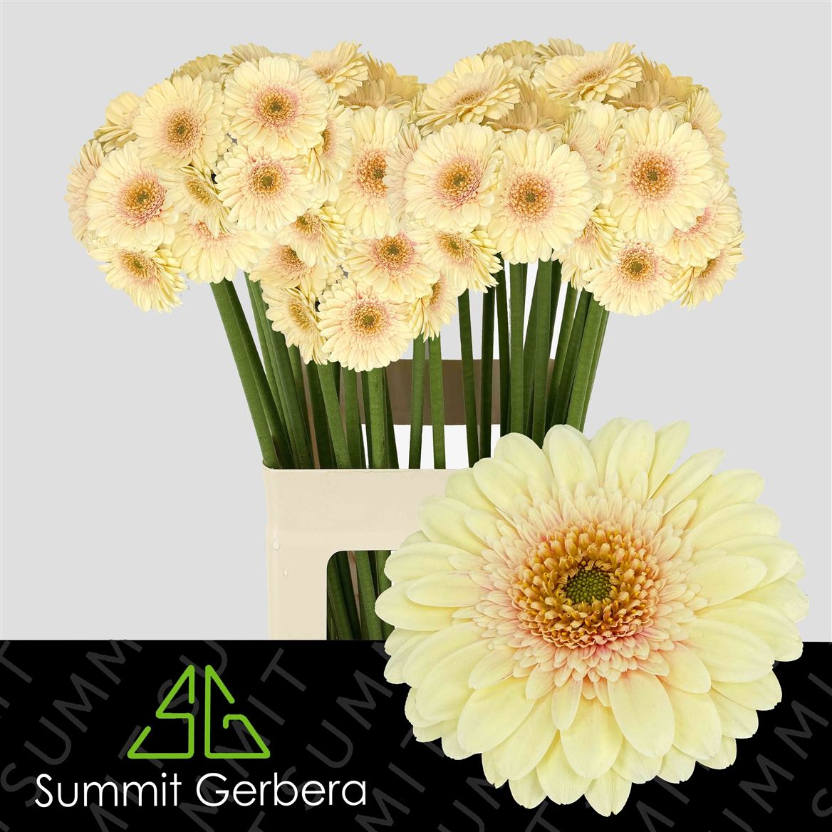 Gerbera Mini Romily