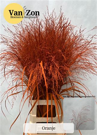 Siergras Panicum Kbh Oranje