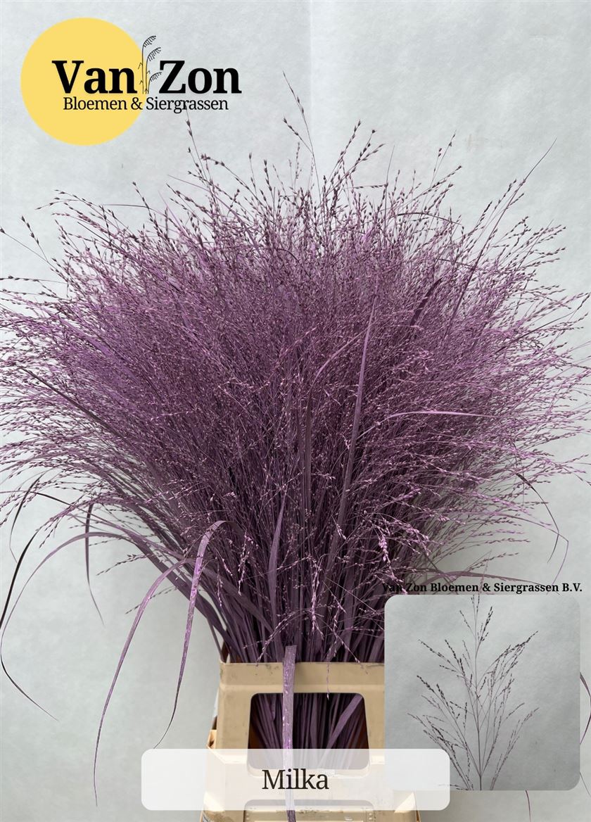 Panicum Painted Milka 95cm