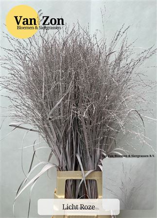 Siergras Panicum Kbh Licht Pink