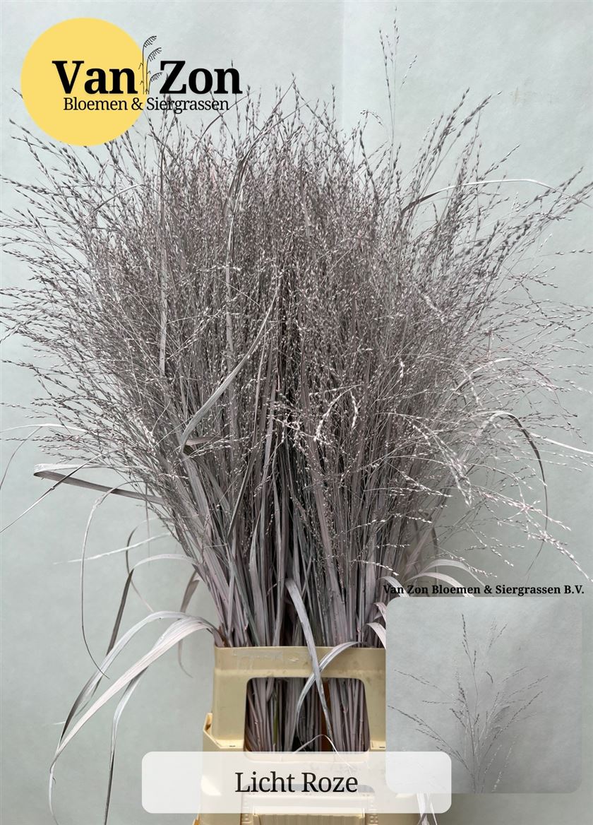 Panicum Painted Light Pink 95cm