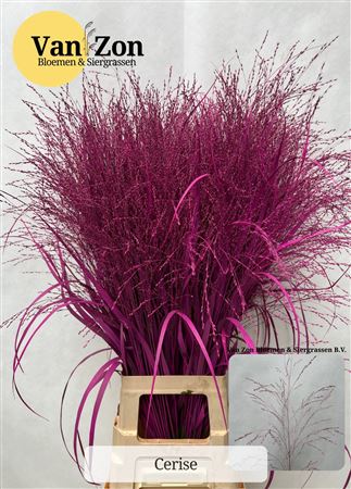 Siergras Panicum Kbh Cerise