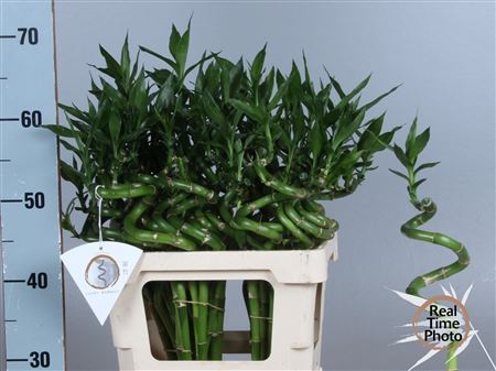 Drac S Lucky Bamboo