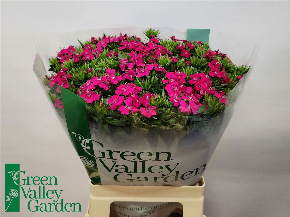 Dianthus Barb Neon Cherry 60cm