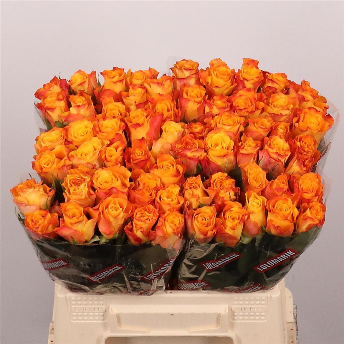 Rosa Marie-claire 40cm