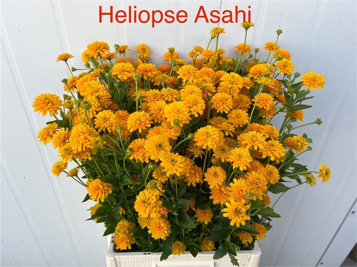 Heliopsis Helianthoides Asahi 70cm