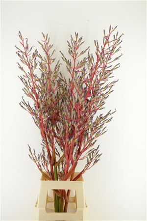 Bromelia Cut Flower 110cm
