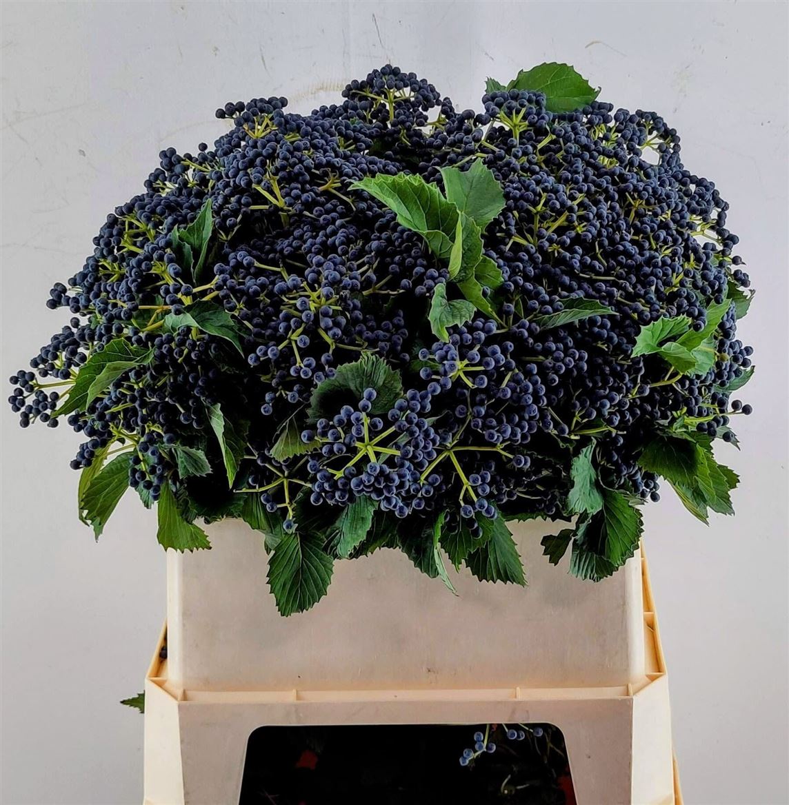 Viburnum Dark Blue Hermania 80cm 5-hd