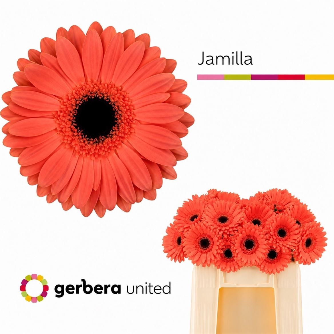 Gerbera Jamilla