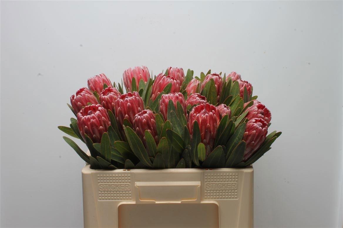 Protea Lancelot 50cm