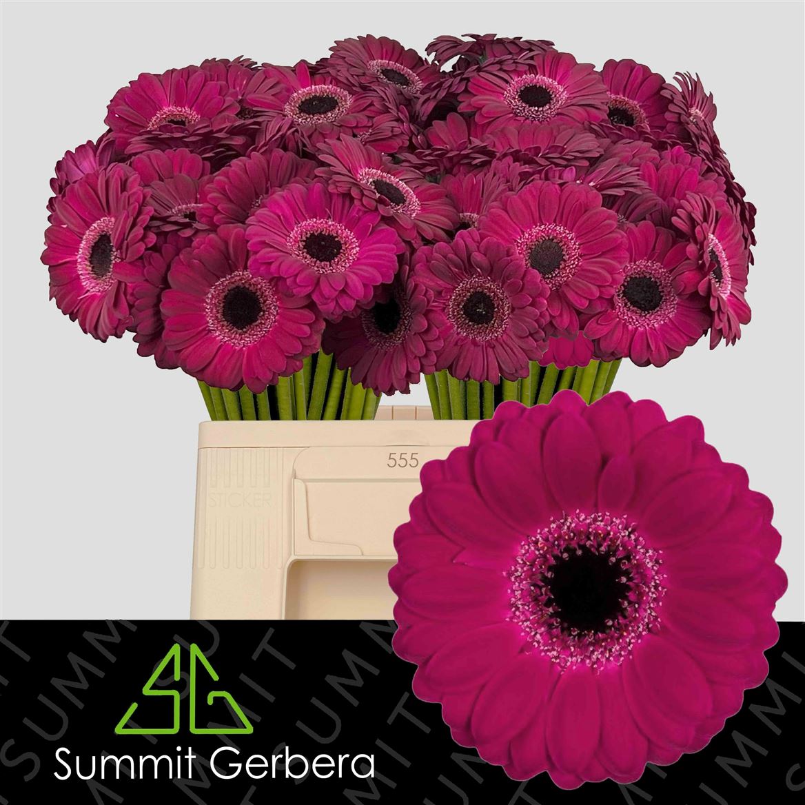 Gerbera Mini Platini+
