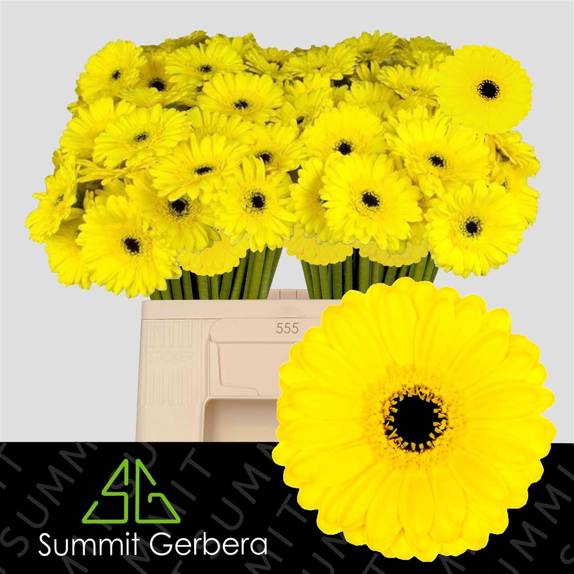 Gerbera Mini Pacman