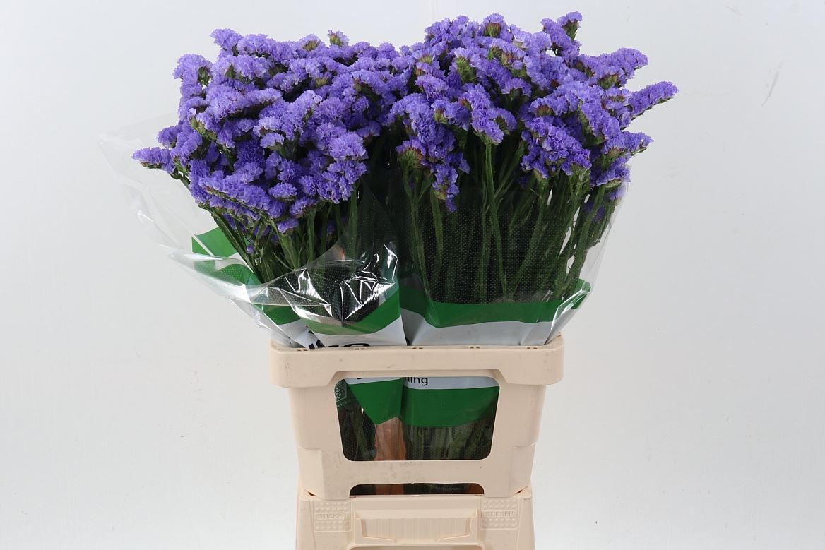Limonium Sinuatum Sky Wings 70cm 45gr.