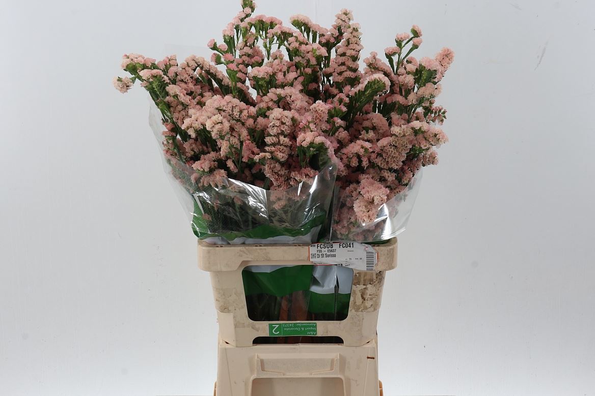 Limonium Sinuatum Lucia Apricot+ 70cm 40gr.