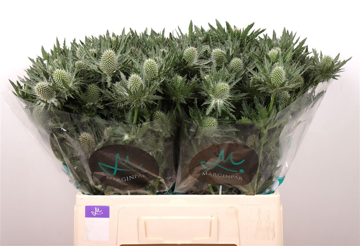Eryngium Alpinum Gemini Questar 60cm