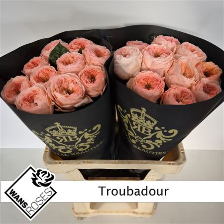 R Bu Troubadour