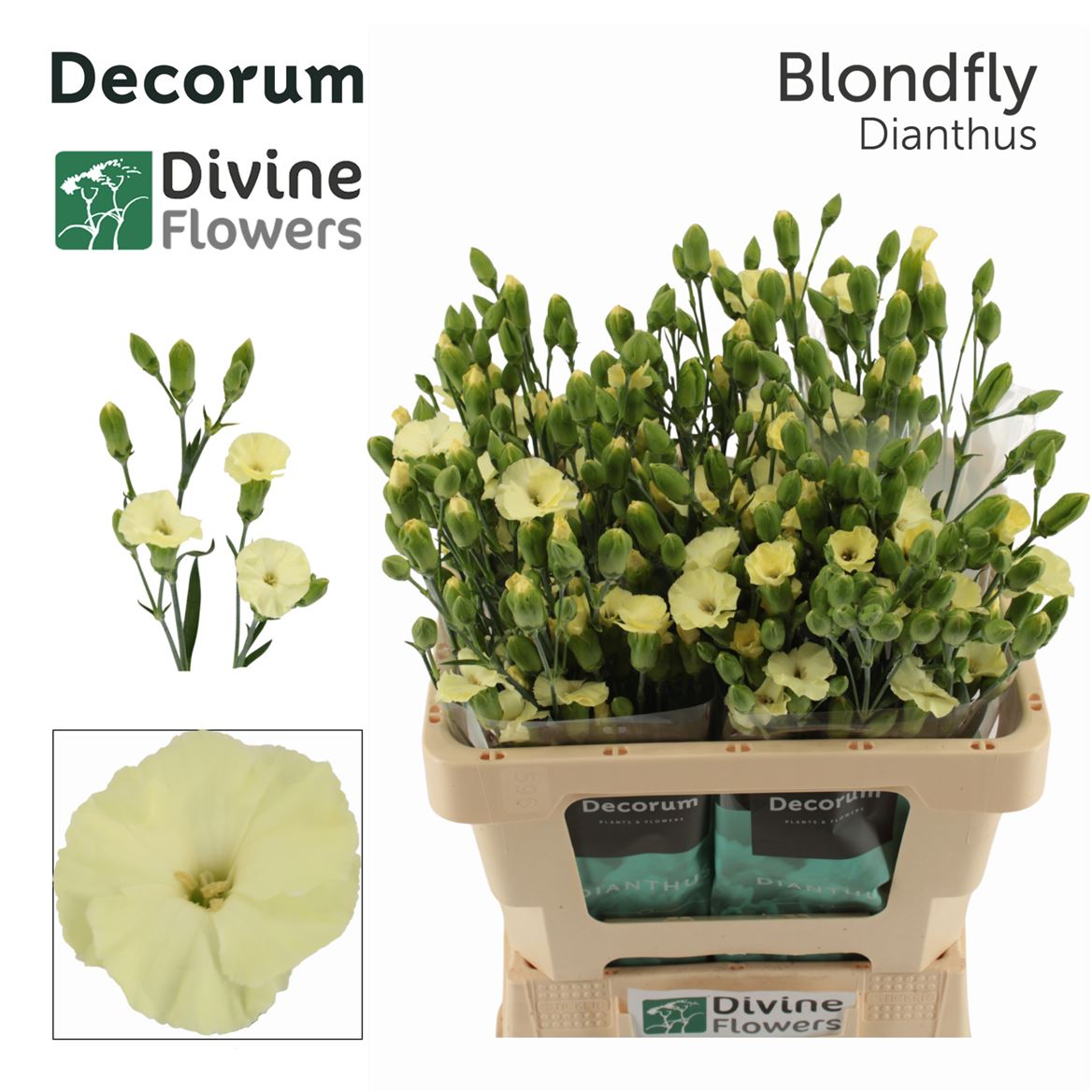 Dianthus Spray Single Solandis Blondfly 60cm