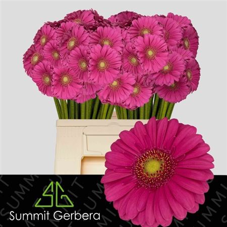 Gerbera Mini Lauren