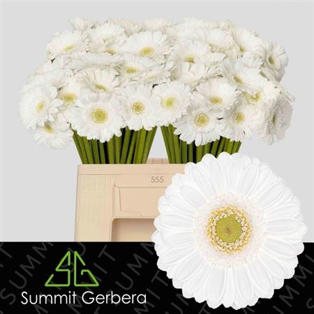 Gerbera Mini Lobby