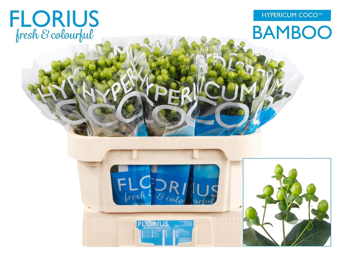 Hypericum Coco Bamboo Green 70cm