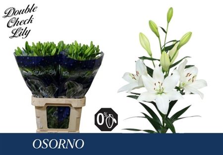 Lilium La Osorno 90cm 4/5bl