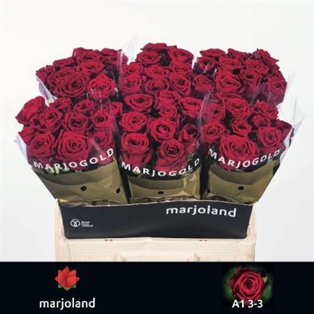 Rosa Red Naomi 60cm