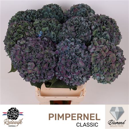 Hydr M Pimpernel Cl