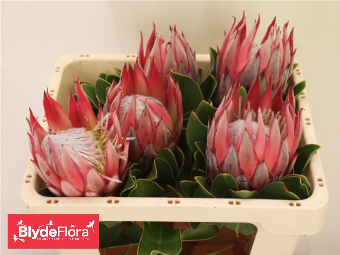 Protea Cynariodes Clare 50cm