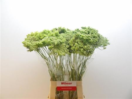 Ammi Vis Green Mist