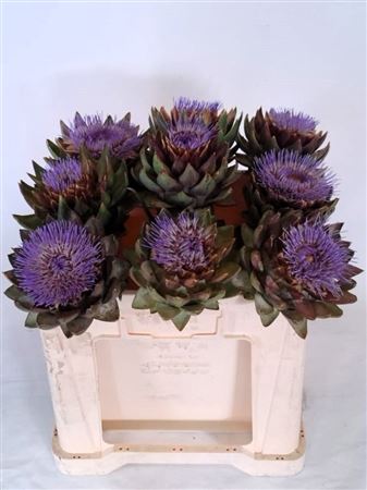 Cynara Sc Green Glob