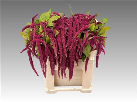 Amar Ca Red Cord