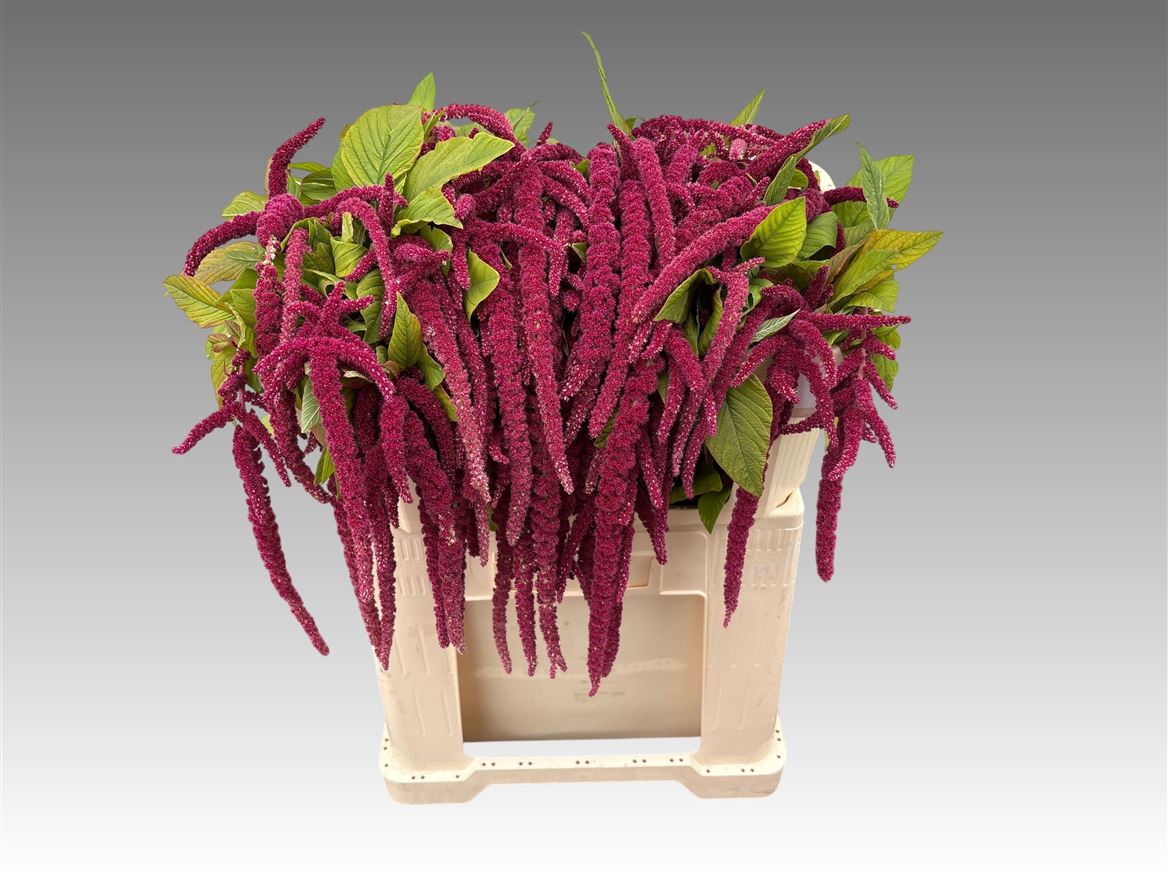 Amaranthus Hang Cordata Red 70cm