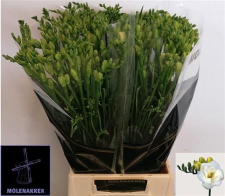 Freesia Double Versailles 70cm 40gram