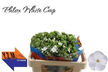 Phlox P Whitecap