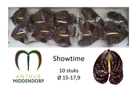 Anthurium Showtime 15Ø