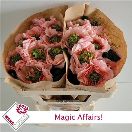 R Bu Magic Affairs!