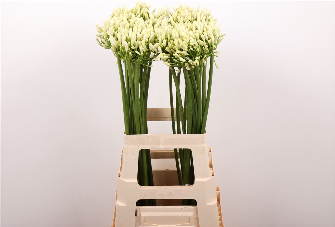 Agapanthus Gletsjer 70cm