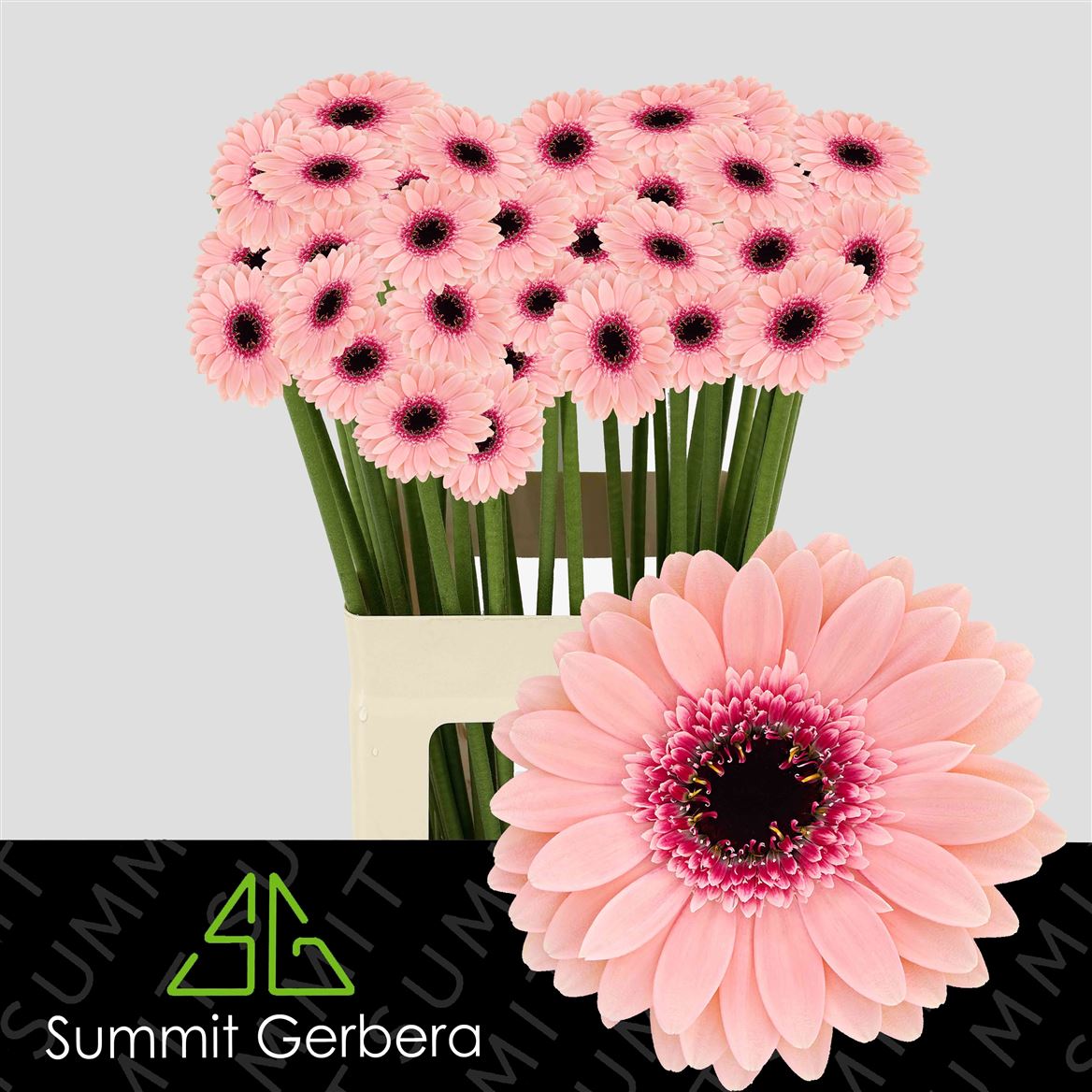 Gerbera Mini Prada